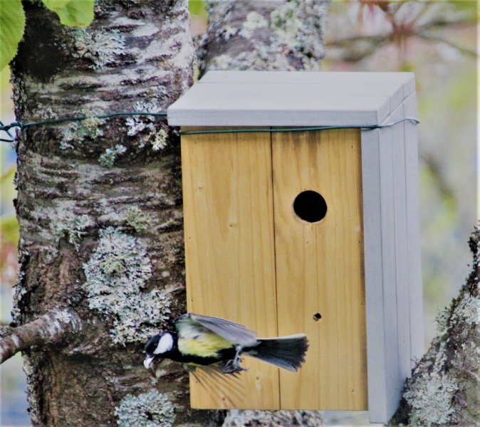 4. le coté entretien du nichoir avec l'élimination des déchets. La biodiversité dans un Jardin en centre bourg. PHILIPPE BAUMY